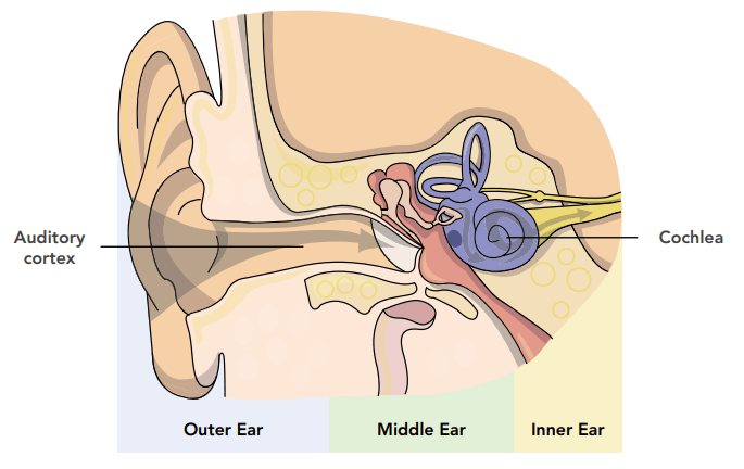 Diagram: how hearing works