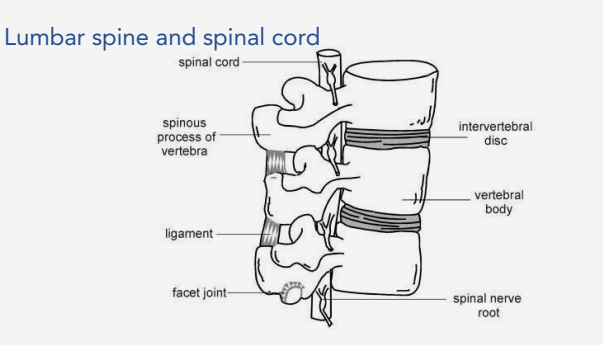 Lumbar sine and spinal cord diagram